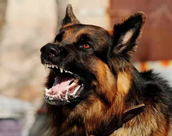 La rabia es una virosis zoonótica que puede ser mortal.