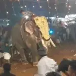 Al menos 23 heridos por el ataque de un elefante durante un festival en el sur de la India