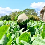 Abinader resalta el tabaco como motor de empleo, exportación y orgullo cultural de RD