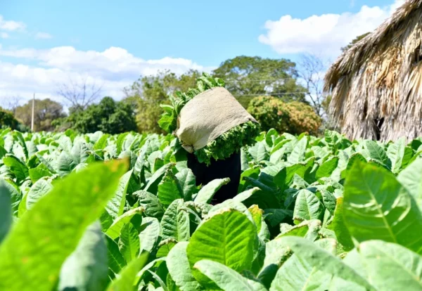 Hombres  cosechando tabaco para   ser llevado a casa de curado, donde  el producto  inicia un proceso de deshidratación.