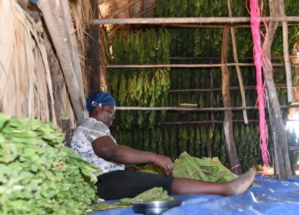 Mujer amarra hojas de tabaco dentro de la casa de curado.