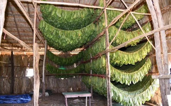 Hojas de tabaco recién recolectadas y colgadas para entrar en proceso de curación, periodo que se extiende hasta tres años.