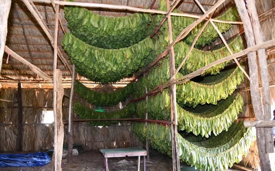 Hojas de tabaco recién recolectadas y colgadas para entrar en proceso de curación, periodo que se extiende hasta tres años. Hojas de tabaco recién recolectadas y colgadas para entrar en proceso de curación, periodo que se extiende hasta tres años.