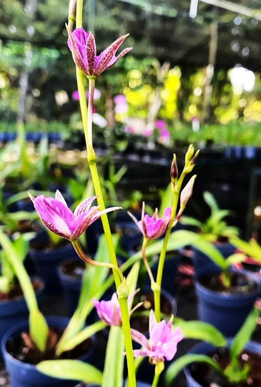 Espíritu Santo será un atractivo en el Rincón de las Orquídeas JBN