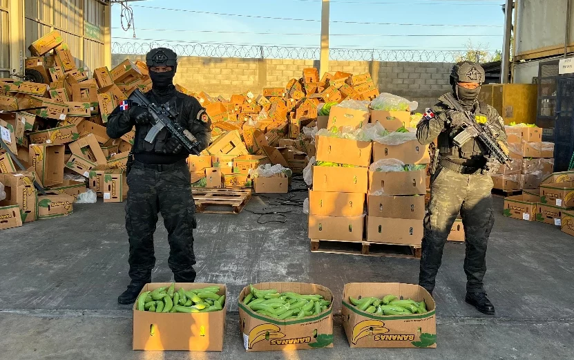 DNCD detecta coca camuflada en guineos falsos