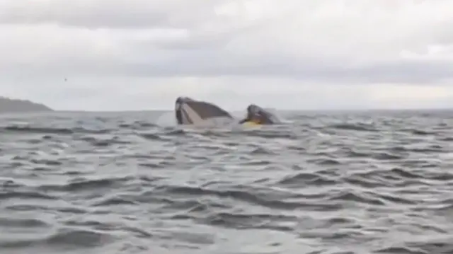 Adrián Simancas siendo atrapado por una ballena. 