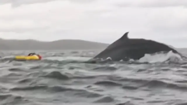 La ballena después de devolverlo a la superficie.