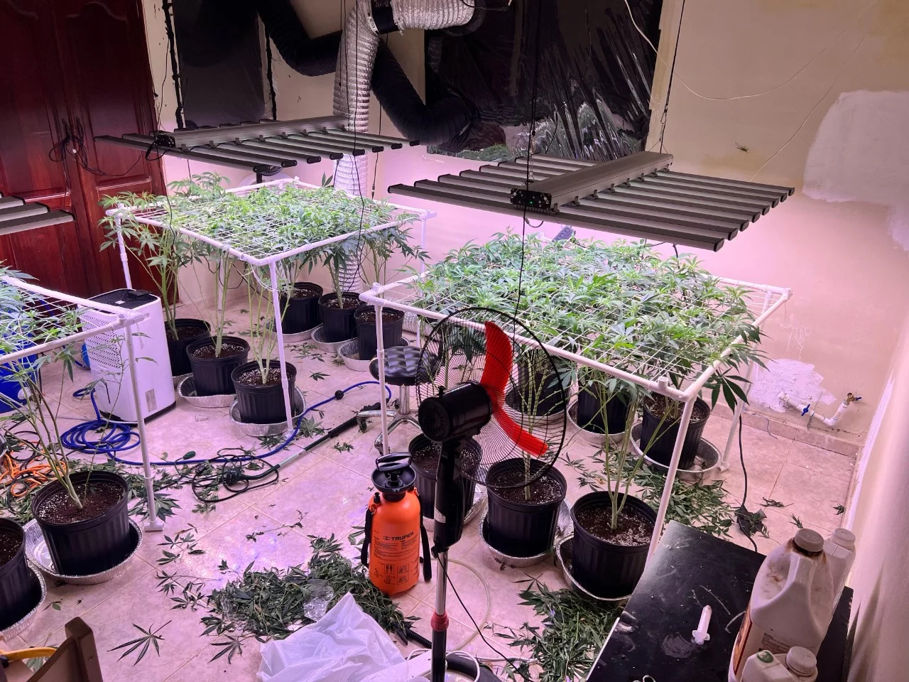 DNCD decomisa varias plantas de marihuana cultivadas en una casa en La Vega y arresta hombre