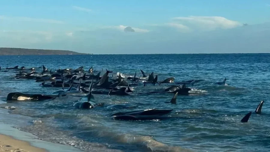 ballenas varadas