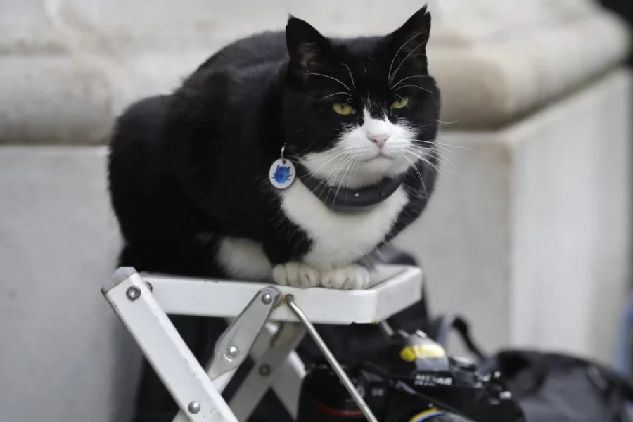 gato gato