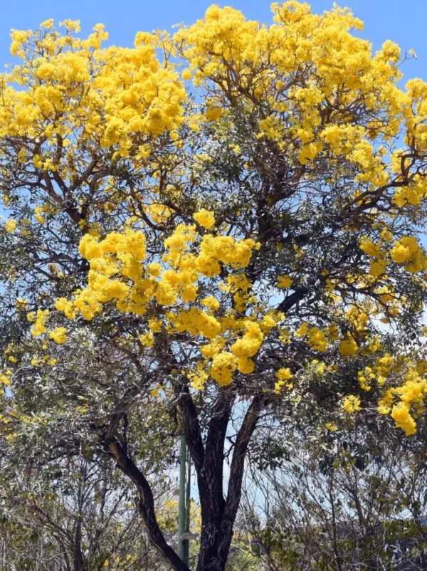 Durante la primavera, el roble amarillo embellece las calles de Santo Domingo. Alberto Calvo
