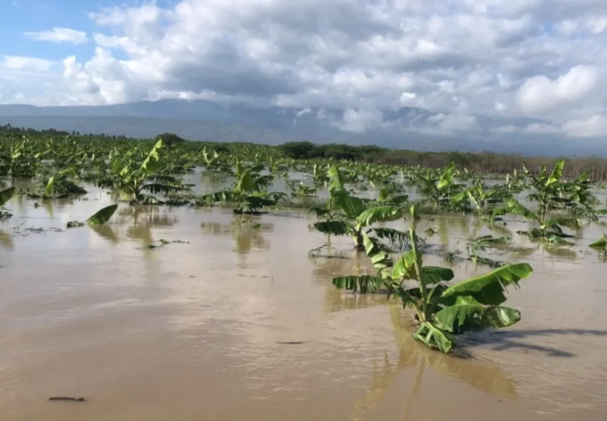Las inundaciones en las siembras agrícolas han venido aumentando con los años. Archivo