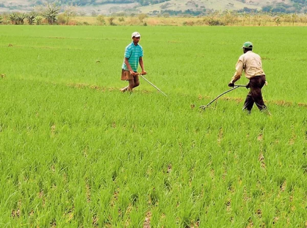 En la  provincia Pinar del Río hay muchas tierras arroceras.