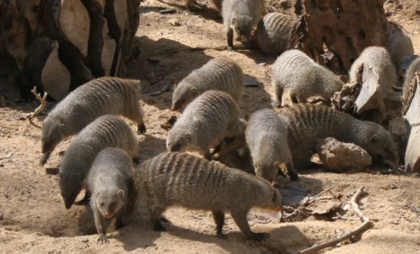 Herpéstidos,     33 especies, la mayoría  llamadas  mangostas.