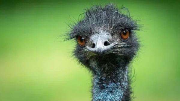 EMU