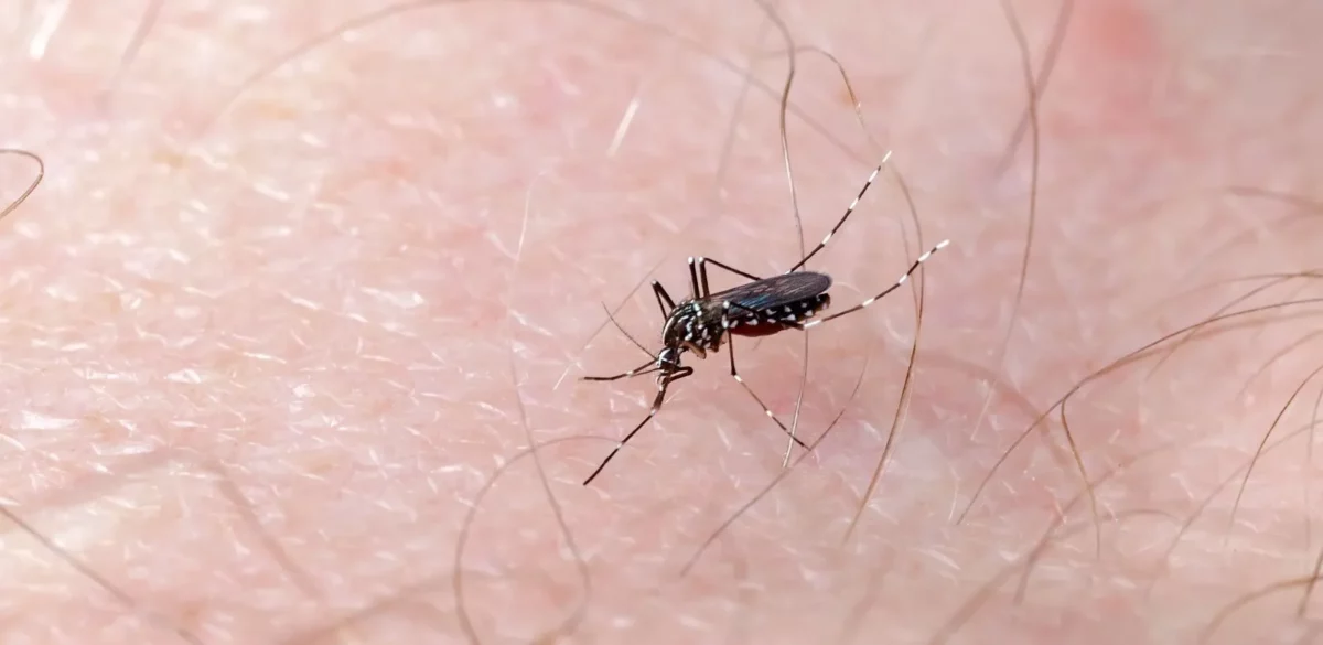 Casos de Dengue caen en un 95%