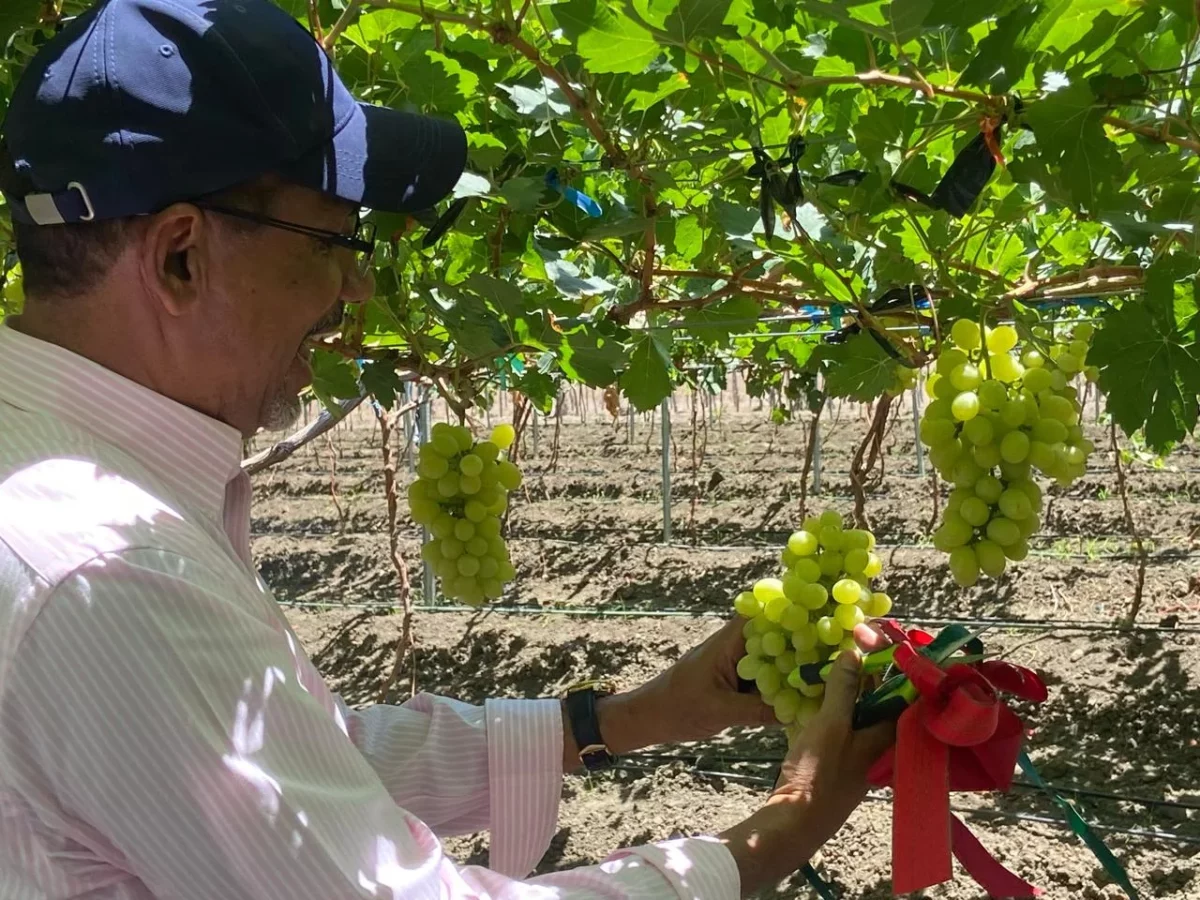 UFHEC inicia cosecha uvas de mesa en Pedro Corto, San Juan