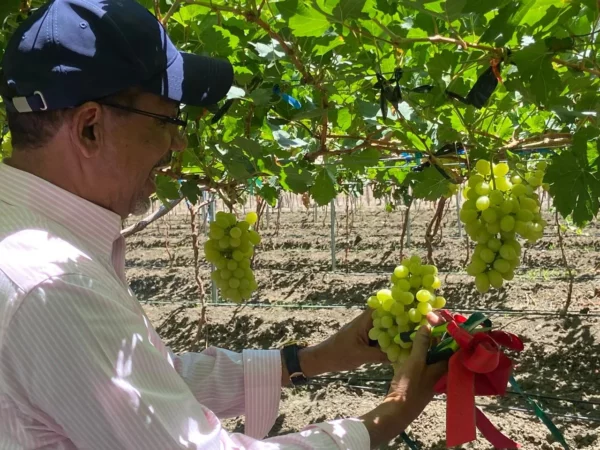 Universidad produce uva en San Juan de la Maguana.