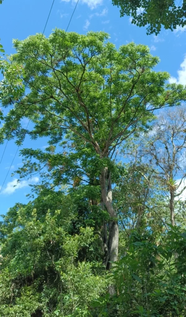 Imágenes del nogal y sus nueces, comestibles en Navidad.