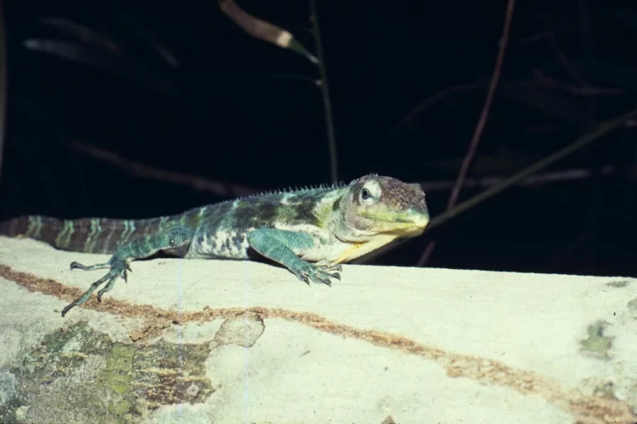 lagarto lagarto