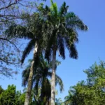 Plantas endémicas: clave para embellecer y proteger el medio ambiente