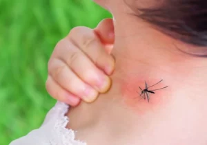 El dengue es ocasionado por la picadura del mosquito Aedes aegypti. Fuente externa