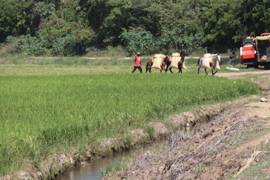 arroz-productores-campesinos arroz-productores-campesinos