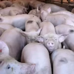 El 80 % del cerdo que se consume en RD es importada desde EE. UU., afirma Bautista Rojas