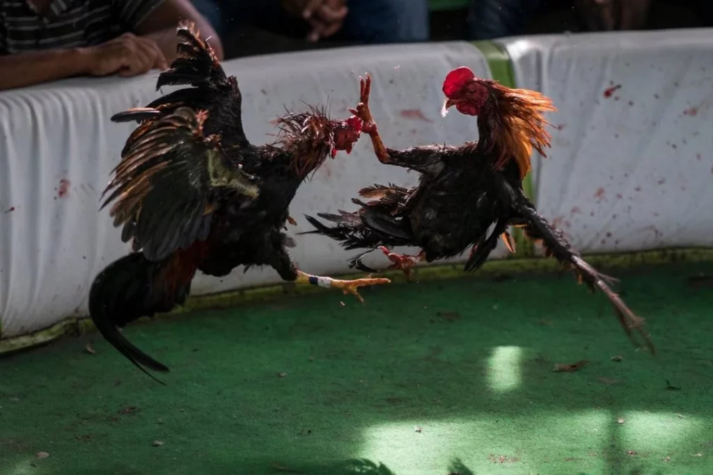 Detienen en Nueva Jersey a 48 personas, la mayoría dominicanos por participar en peleas de gallos