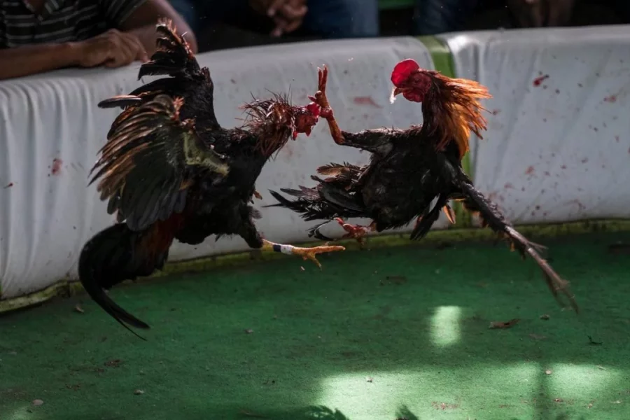gallos_12060006_20190813185339-e1605996998153 gallos_12060006_20190813185339-e1605996998153
