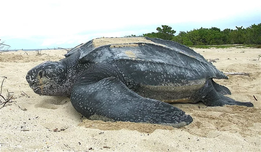 La tortuga tinglar, es una de las especies marinas que anidan en el país. Fuente externa La tortuga tinglar, es una de las especies marinas que anidan en el país. Fuente externa