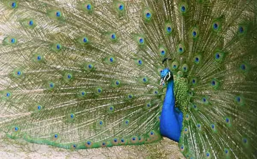 pavo pavo
