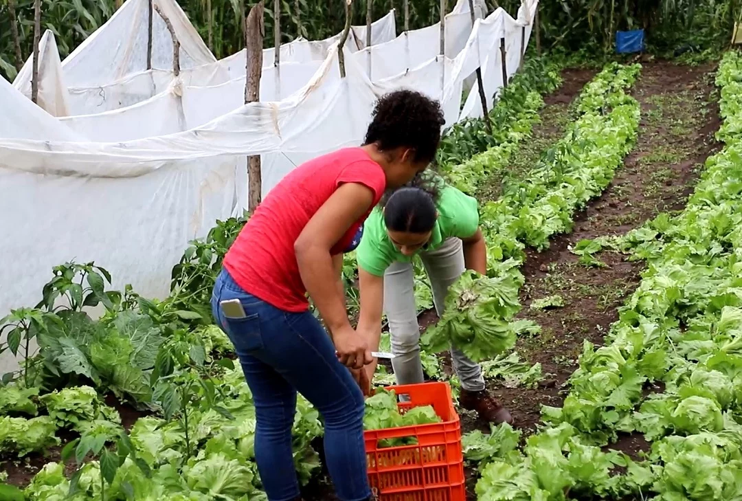 Mujeres apuestan por cultivos de alta demanda