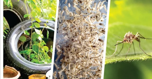 Neumáticos: criaderos Aedes aegypti,  Reservorio de larvas de mosquitos  Aedes aegypti el más letal de los insectos.