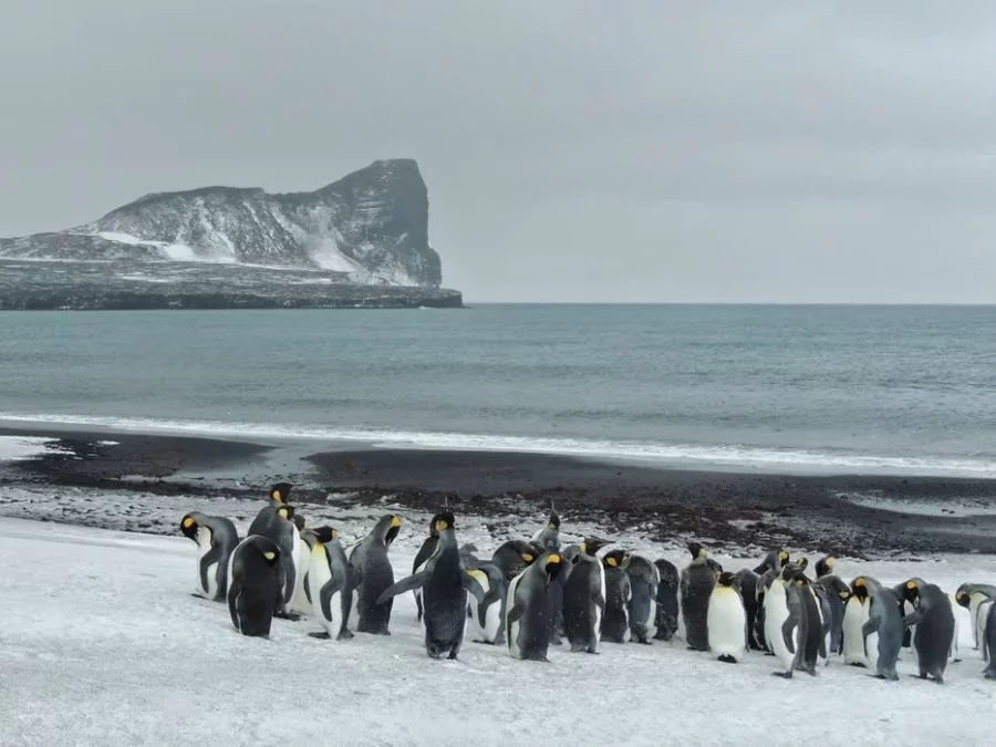 pingüinos pingüinos