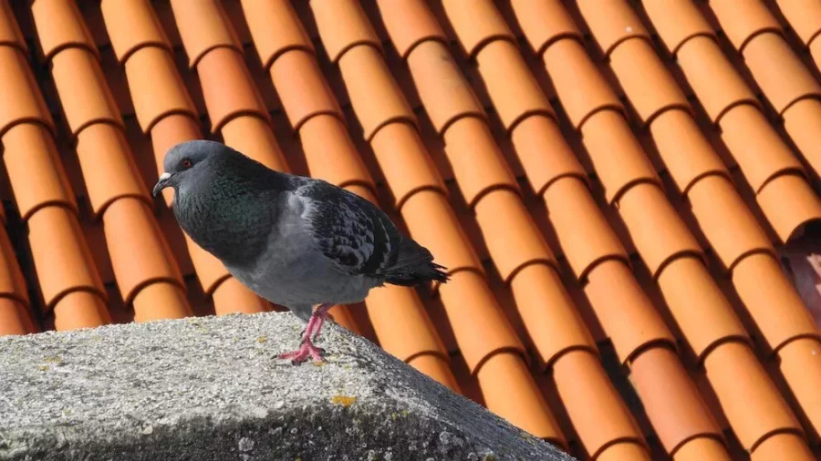 El truco más efectivo para ahuyentar a las palomas consiste en aprovechar objetos decorativos de color plateado o con acabados metálicos El truco más efectivo para ahuyentar a las palomas consiste en aprovechar objetos decorativos de color plateado o con acabados metálicos