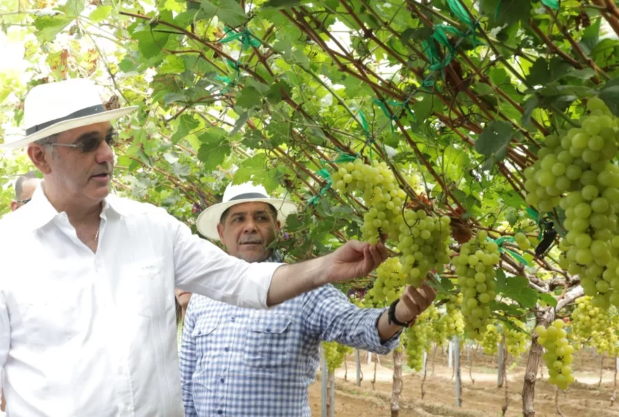 Abinader-Uvas1 Abinader-Uvas1