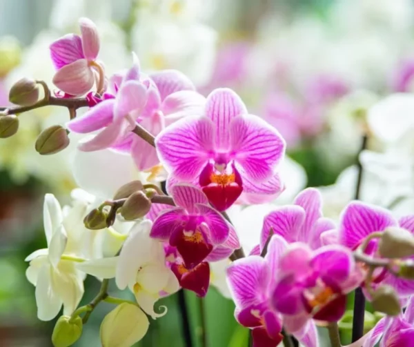 Versace ahora forma parte de la casa de moda Prada. Fuente externa