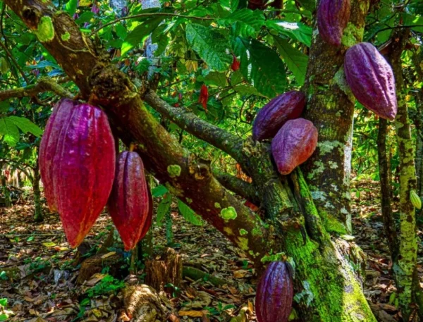 El cacao se ha consolidado como producto de exportación.