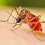 Salud Pública reporta 30 casos de dengue en cinco semanas, casi el doble respecto al 2025
