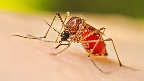 Mosquito Aedes aegypti.