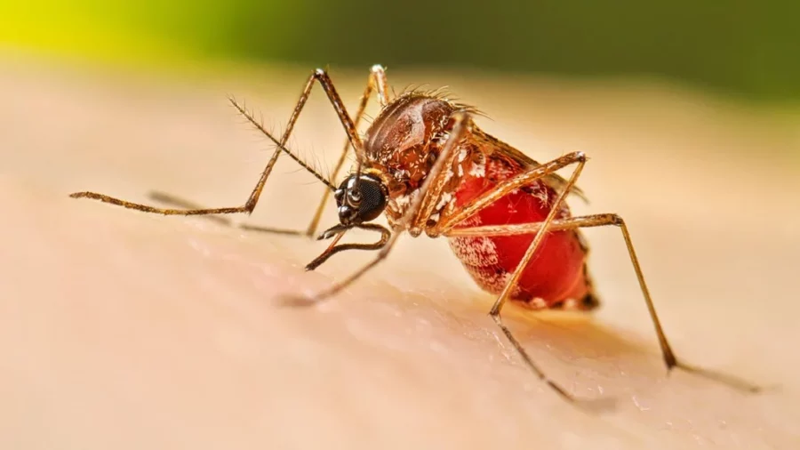 El dengue es ocasionado por la picadura del mosquito Aedes aegypti. El dengue es ocasionado por la picadura del mosquito Aedes aegypti.