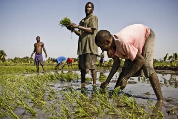 Solo alrededor del 3 % de los empleos en la región estarían en riesgo de automatización total por IA