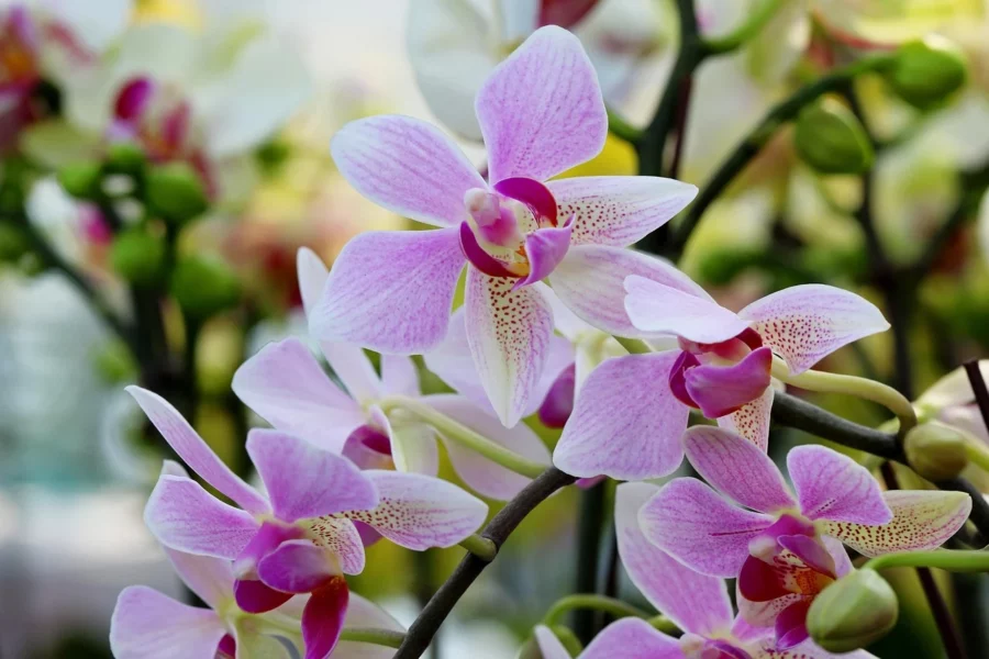 Cómo cuidar orquídeas: El efectivo método japonés paso a paso. Imagen de manseok Kim en Pixabay Cómo cuidar orquídeas: El efectivo método japonés paso a paso. Imagen de manseok Kim en Pixabay