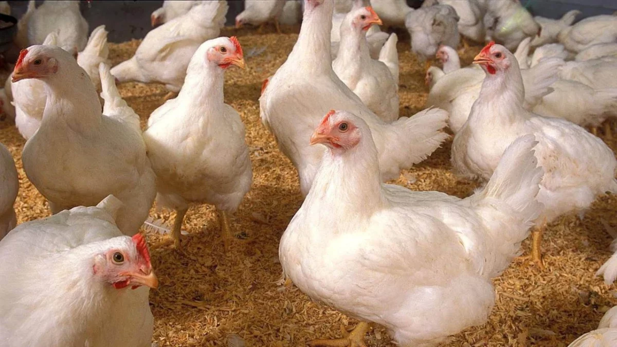 Pollos