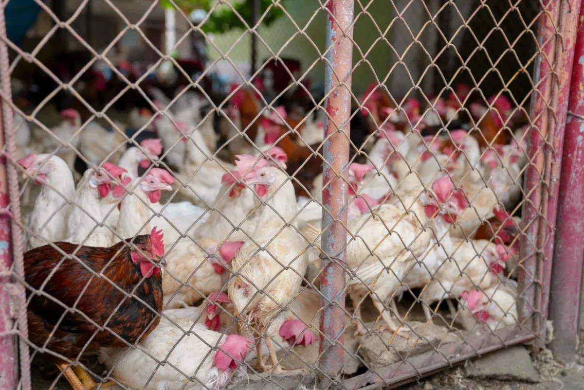 Pollos de producción local exhibidos durante la Feria Agropecuaria 2025