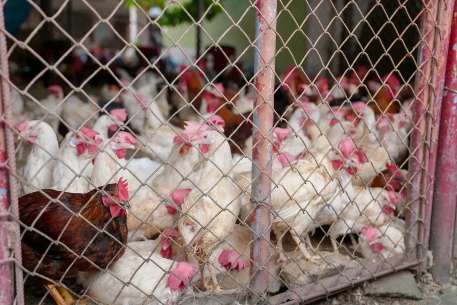 Pollos de producción local exhibidos durante la Feria Agropecuaria 2025