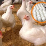 Avicultores agradecen al Gobierno por ley que exonera anticipo al agro