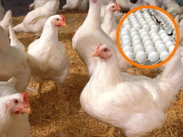 Producción avícola se consolida con 700 mil pollos diarios y casi 4,000 millones de huevos al año