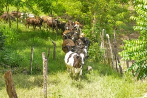 Dos Pinos impulsa un futuro sostenible desde el campo hasta la mesa